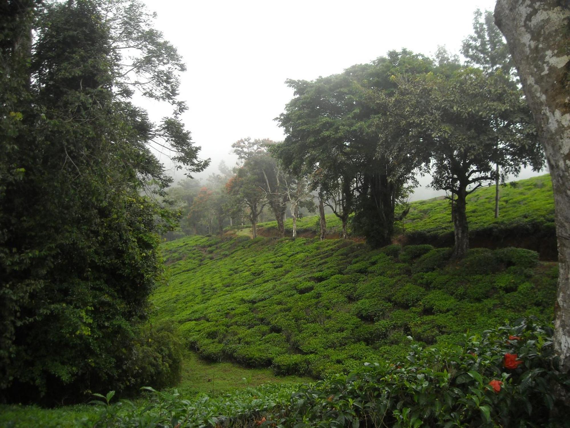 Villa Kinyonga, Camp Mawingu Muheza Exterior foto